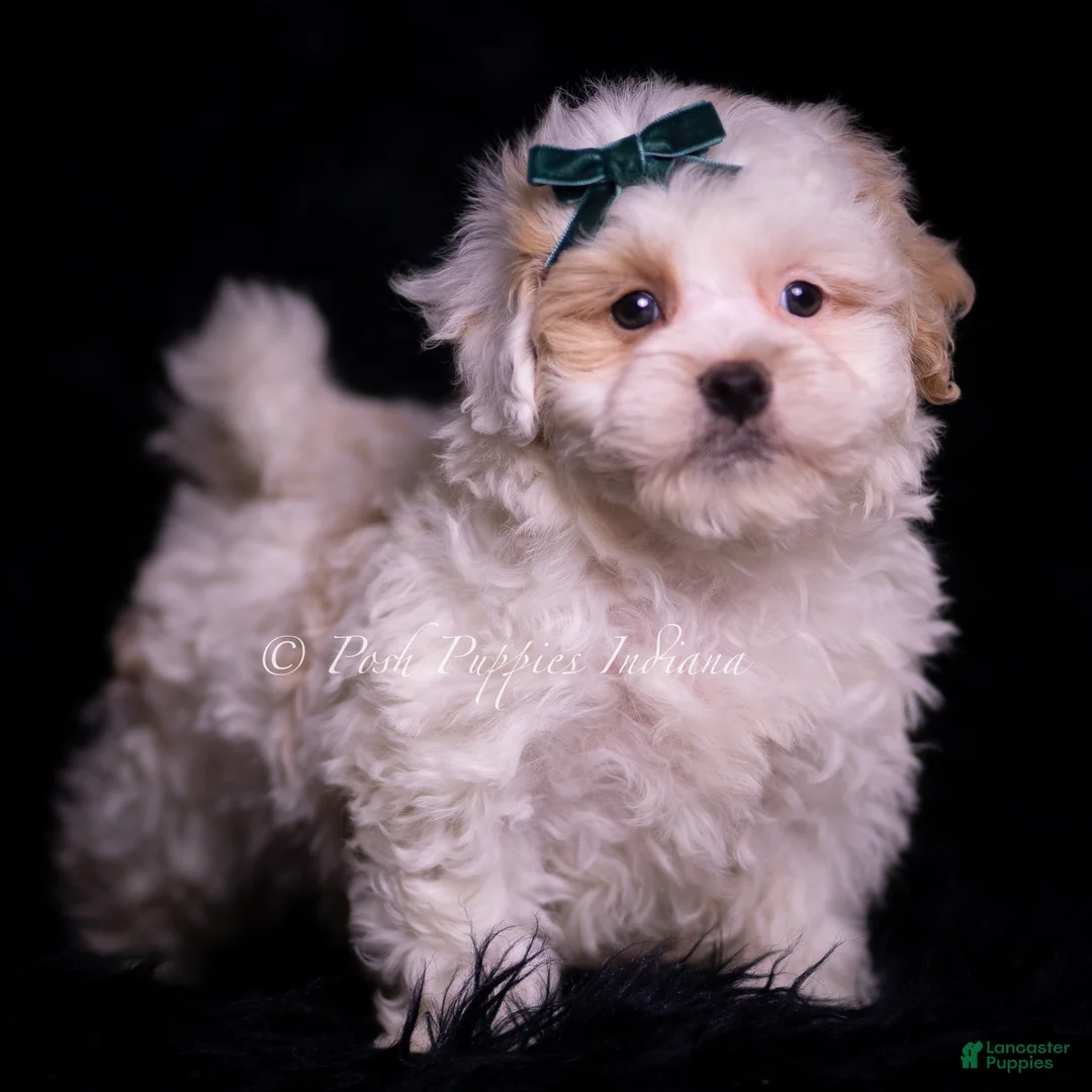 Maltipoo dogs for sale: Country Boy - Ad 1