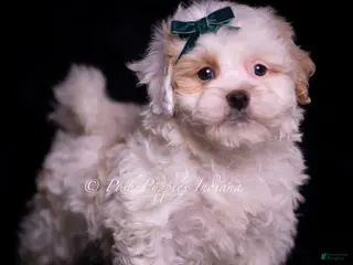 Maltipoo dogs Country Boy - Ad 16