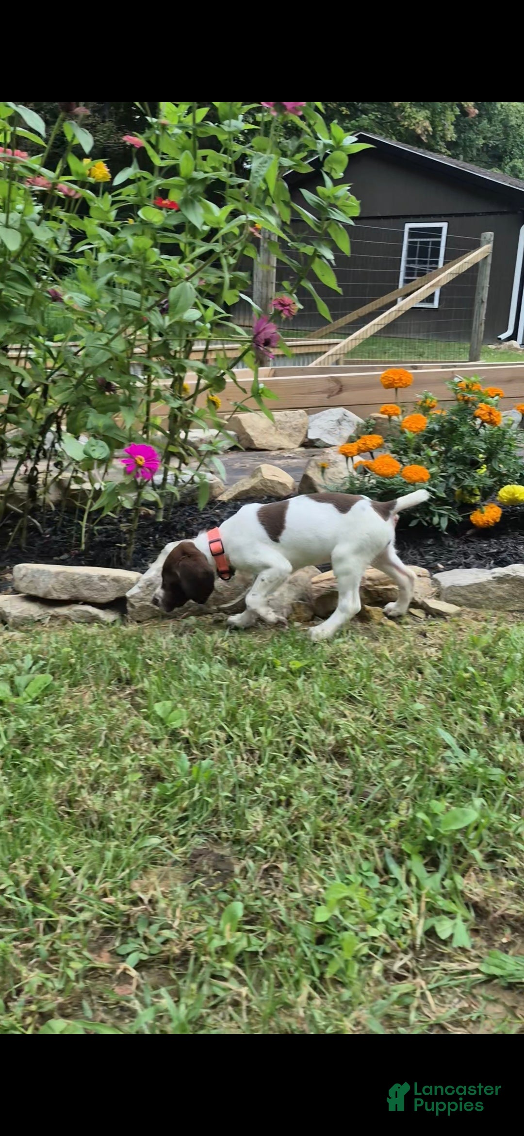 German Shorthaired Pointer dogs for sale: Fern - Ad 9