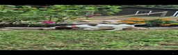 German Shorthaired Pointer dogs for sale: Fern - Ad 1