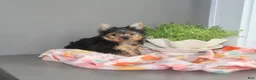 Yorkshire Terrier dogs for sale: Jewel - Ad 4
