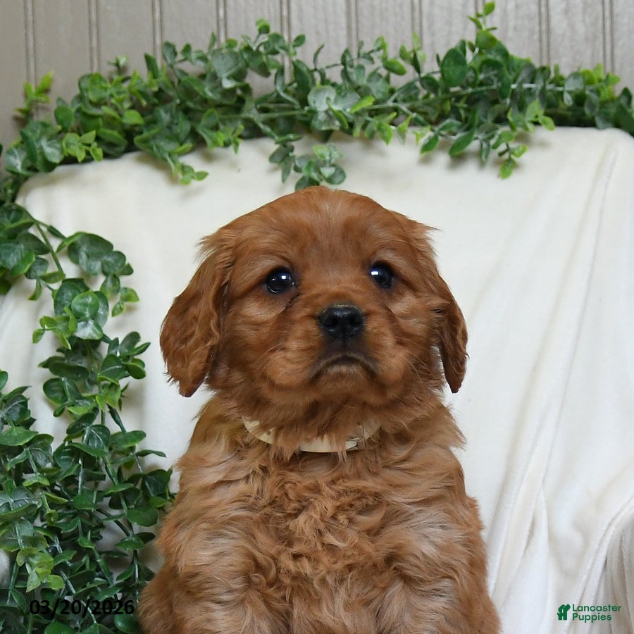 Miniature Golden Retriever dogs Jerry - Ad 2