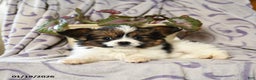 Papillon dogs for sale: Emily - Ad 3