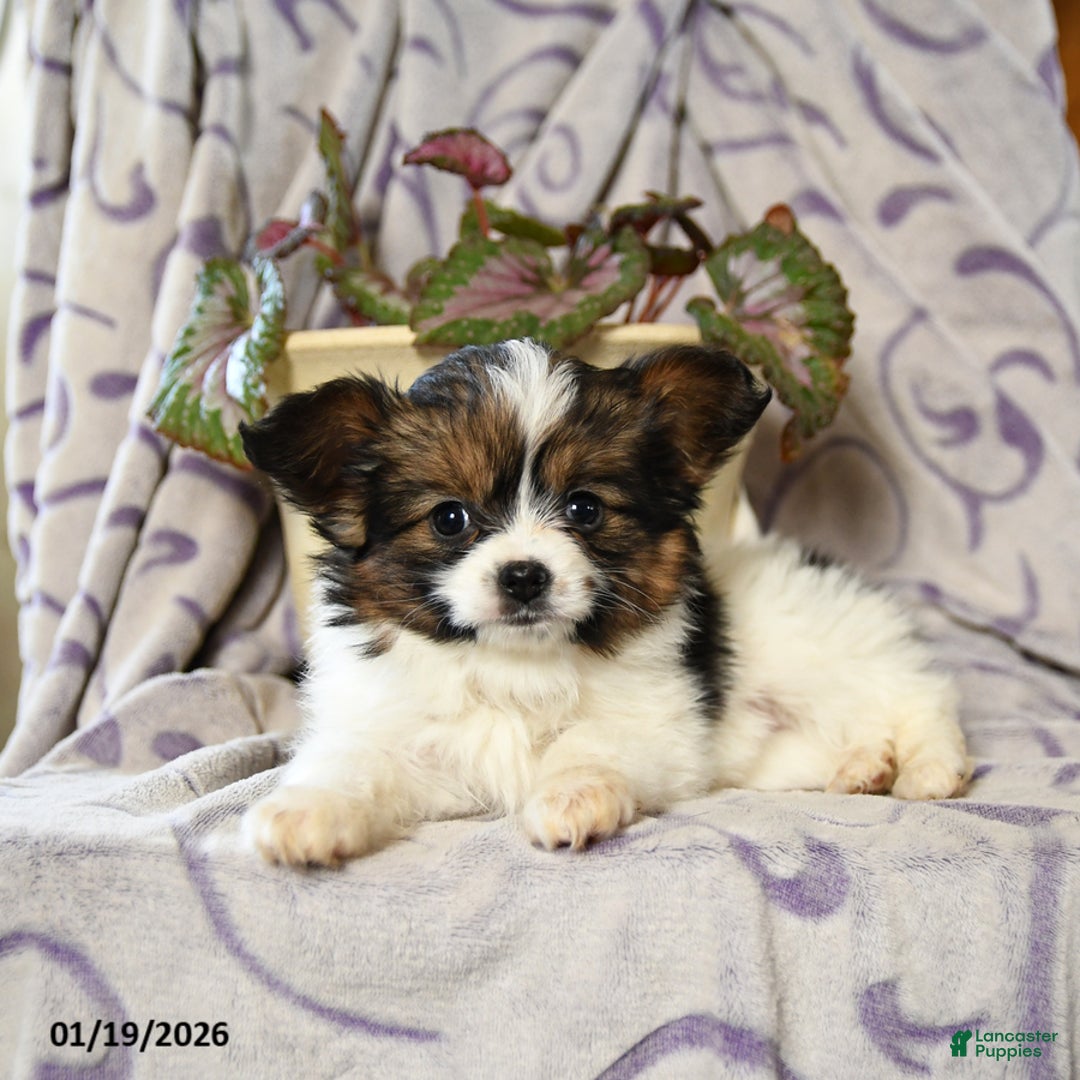 Papillon dogs for sale: Emily - Ad 3