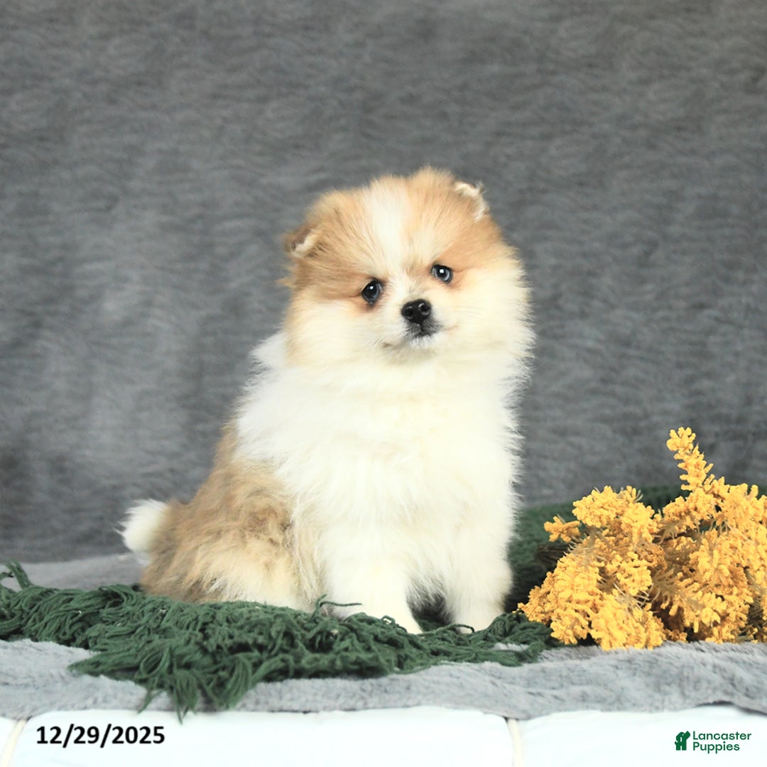 Pomeranian dogs for sale: Frito - Ad 4