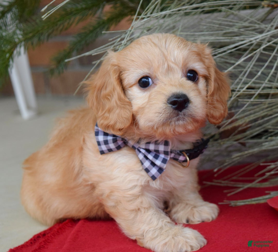 Cavachon dogs for sale: Conner - Ad 4