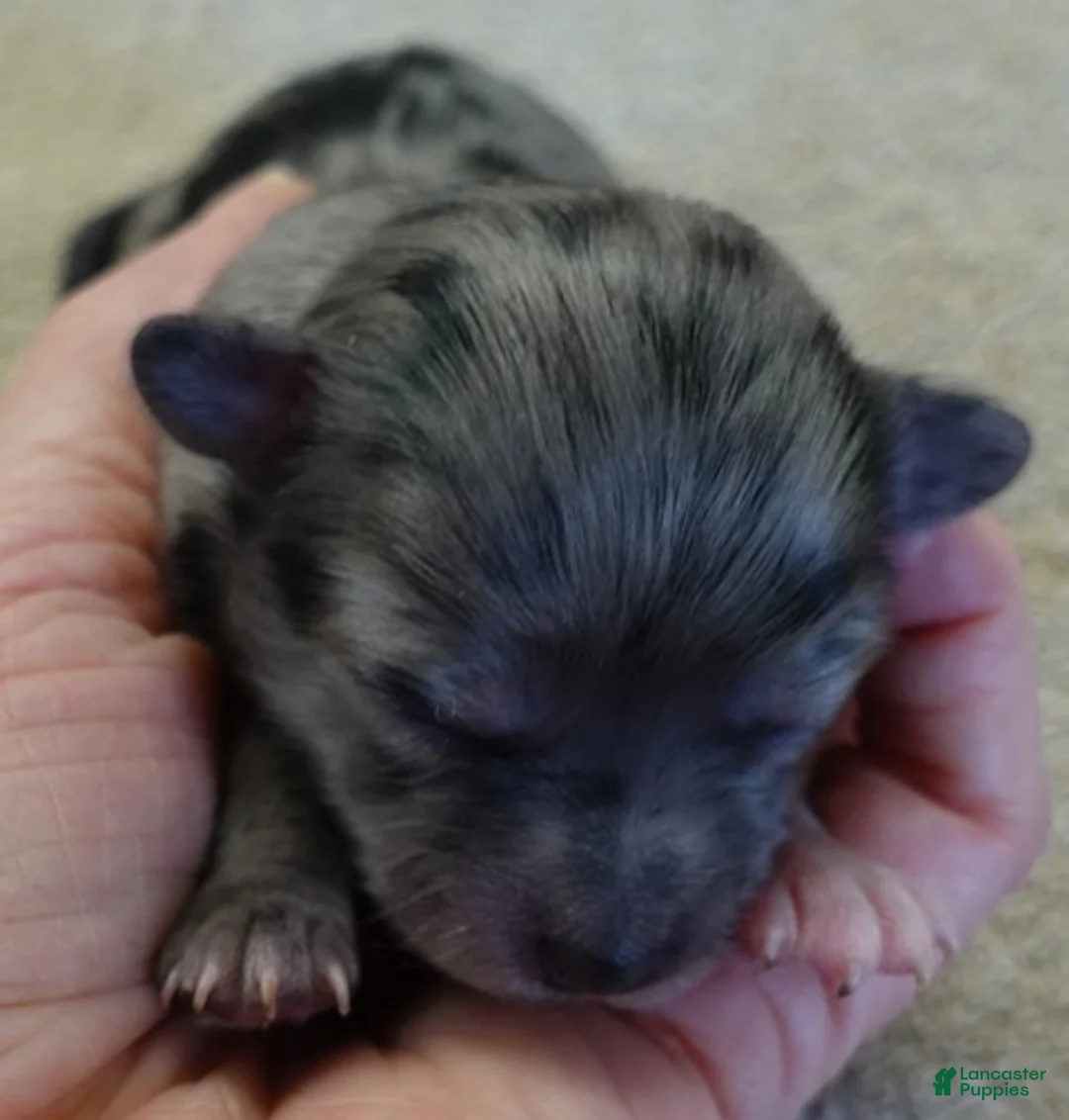 Maltipoo dogs for sale: Amara - Ad 7