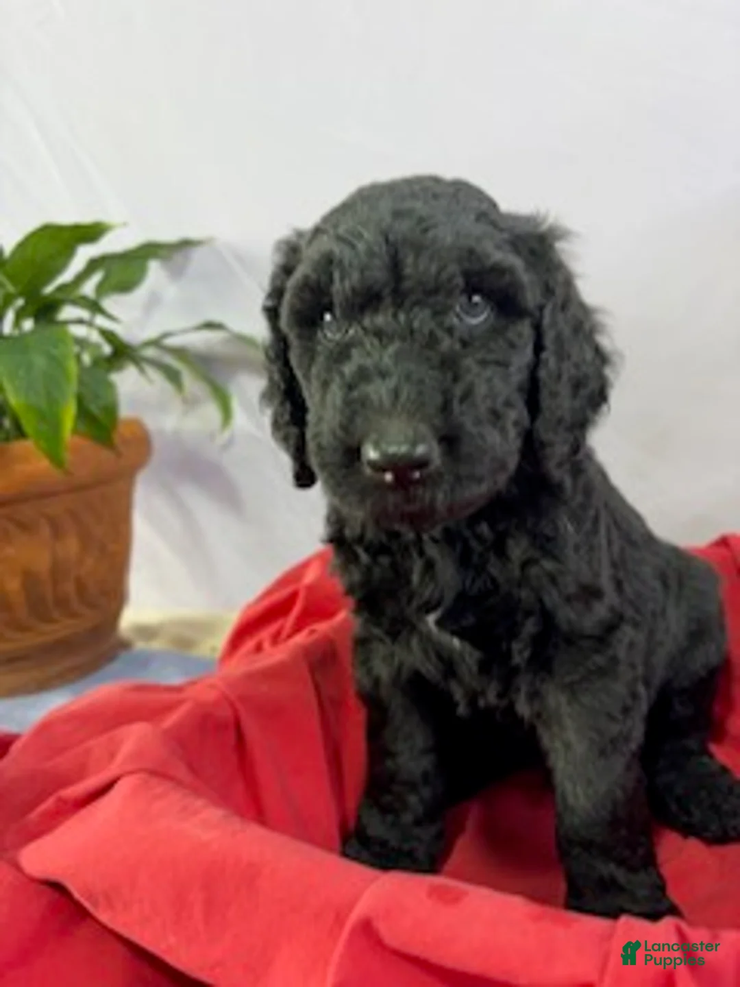 Goldendoodle dogs for sale: Stanley - ready for delivery - Ad 1