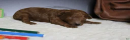 Mixed Breed dogs for sale: Clementine  - Ad 4