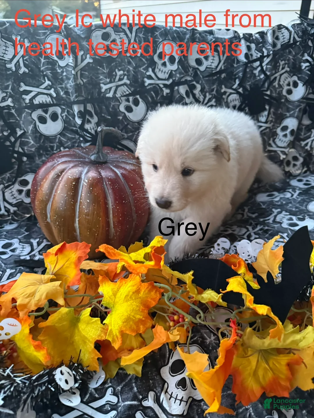 German Shepherd dogs for sale: Grey  - Ad 2