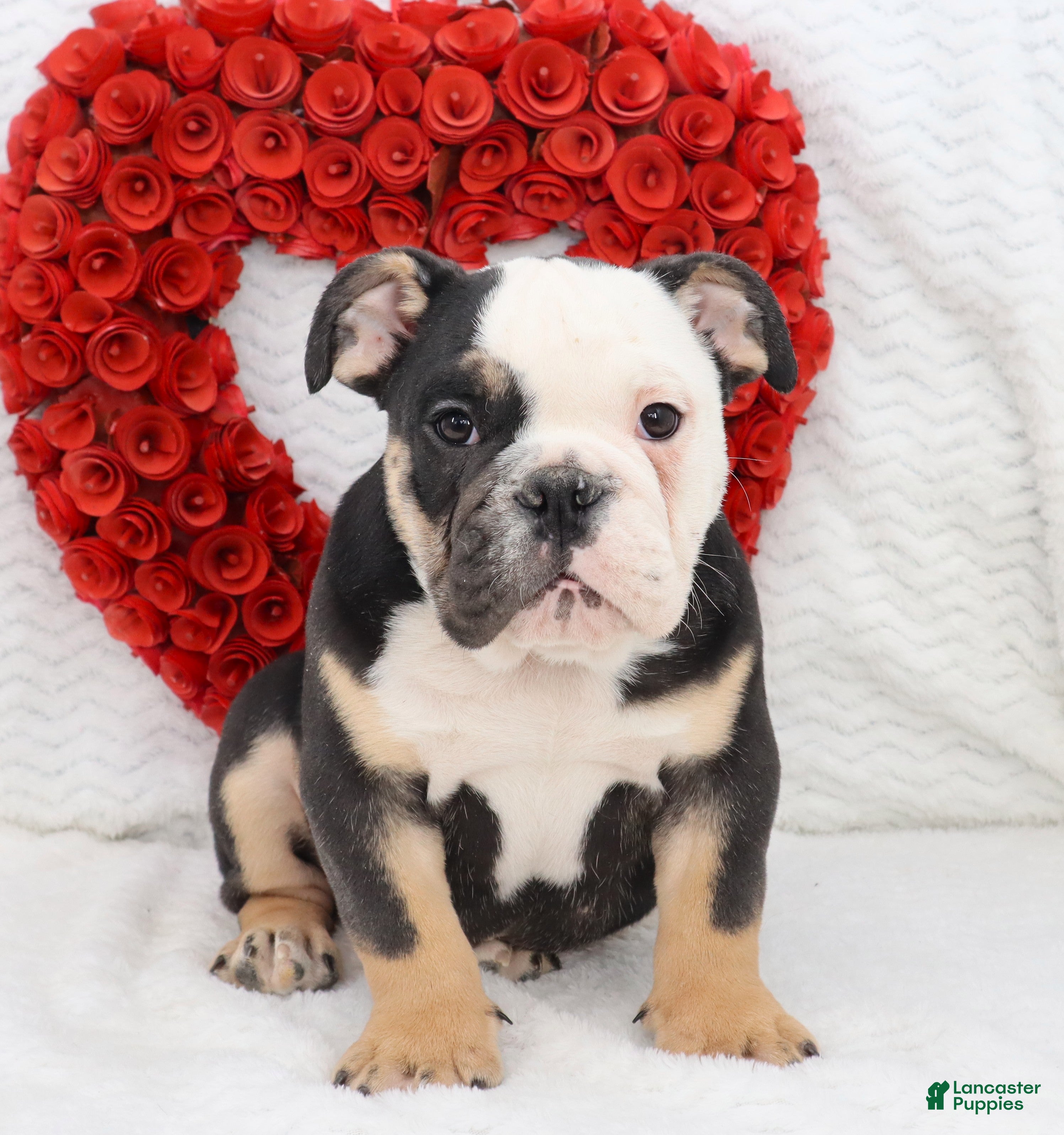 English Bulldog dogs Bonzo - Ad 2