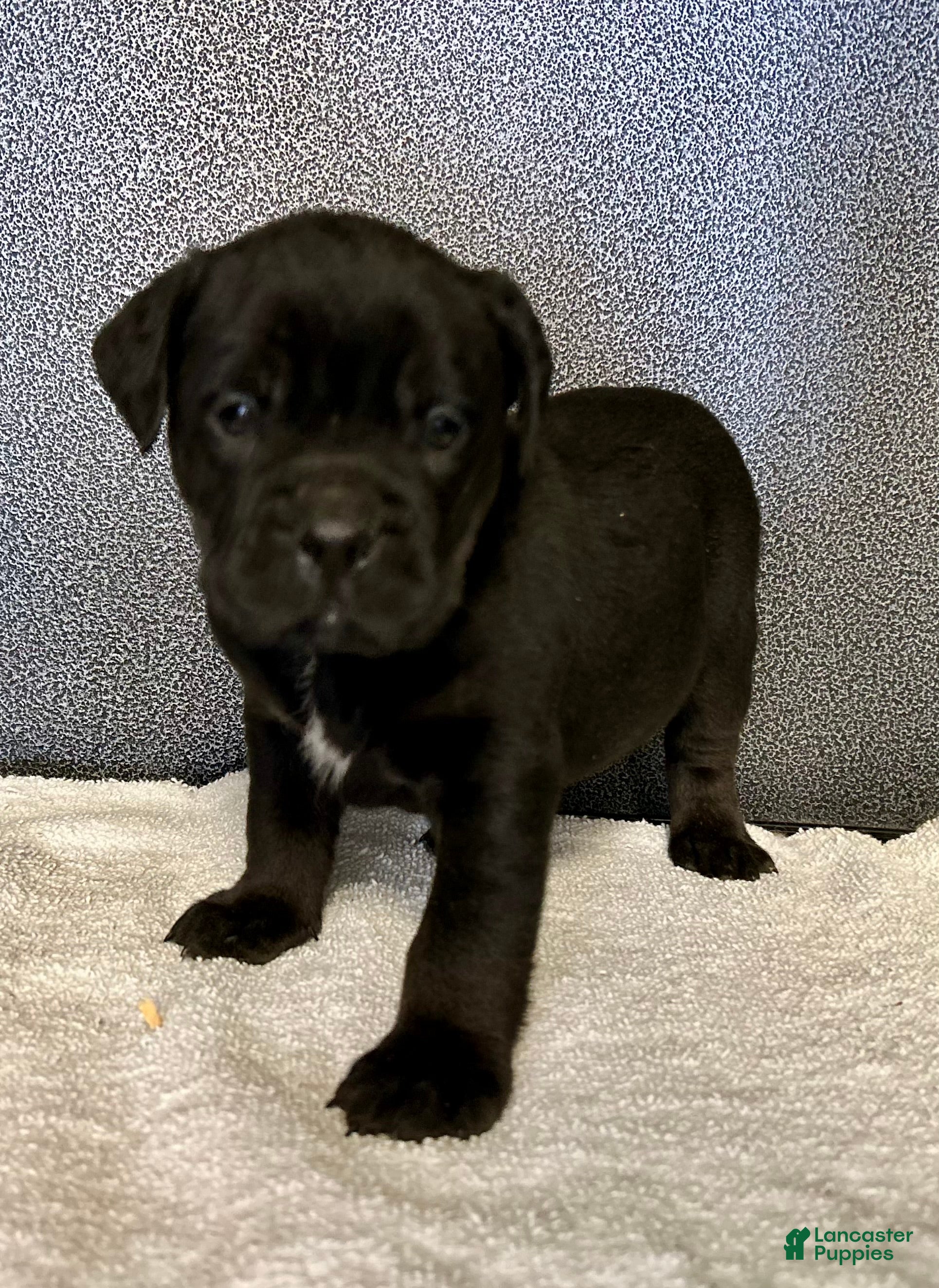 Mixed Breed dogs for sale: Bean - Ad 1