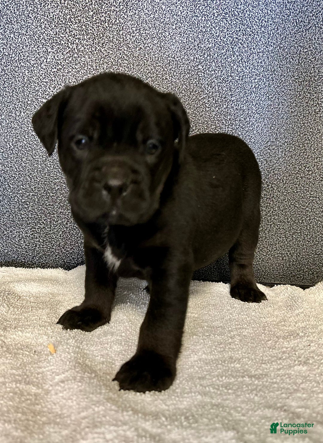 Mixed Breed dogs for sale: Bean - Ad 1