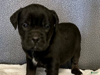 Mixed Breed dogs for sale: Bean - Ad 1