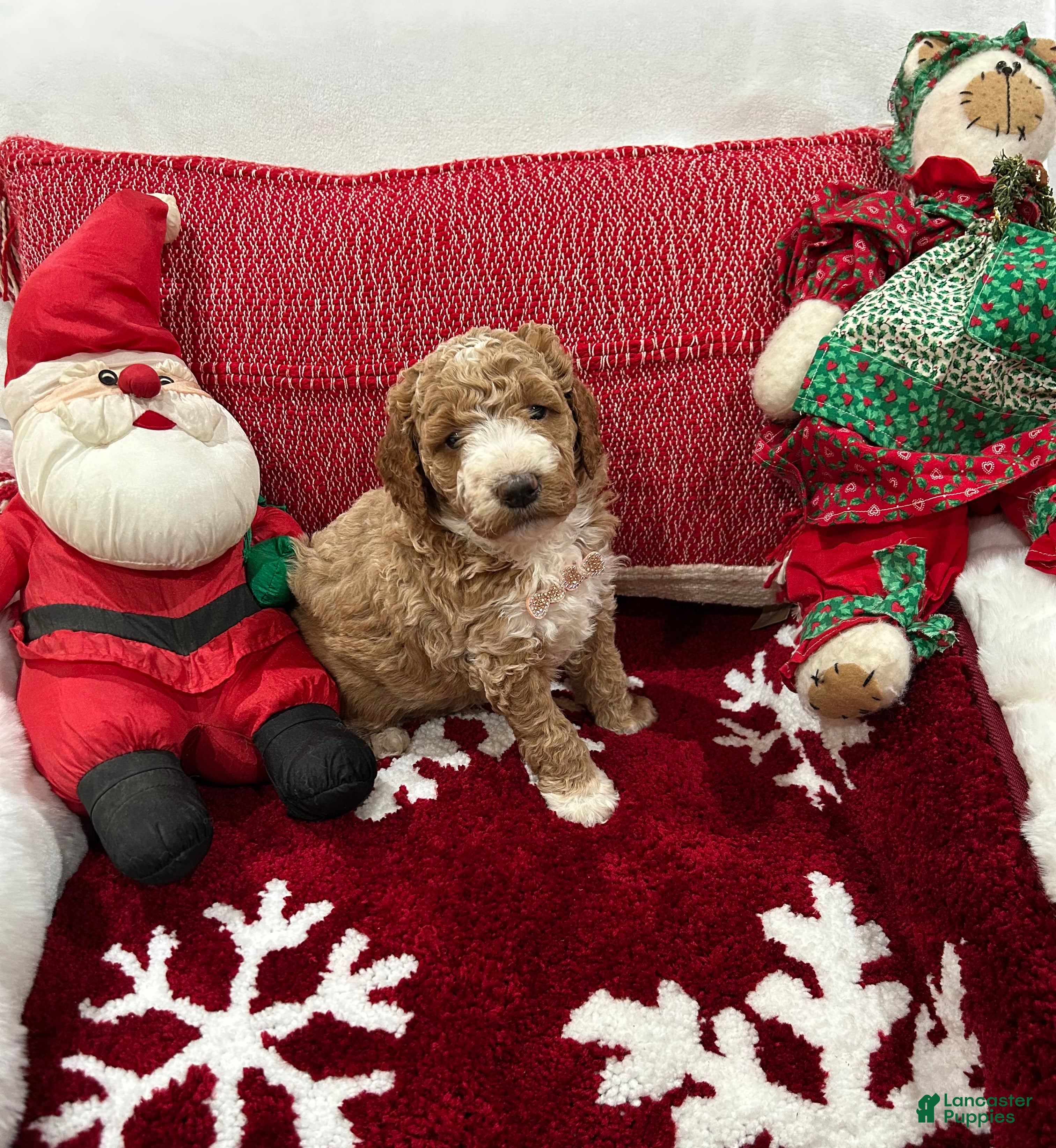 Mini Goldendoodle dogs for sale: Mini Goldendoodle Prince Charming - Ad 4