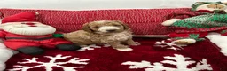 Mini Goldendoodle dogs for sale: Mini Goldendoodle Prince Charming - Ad 1