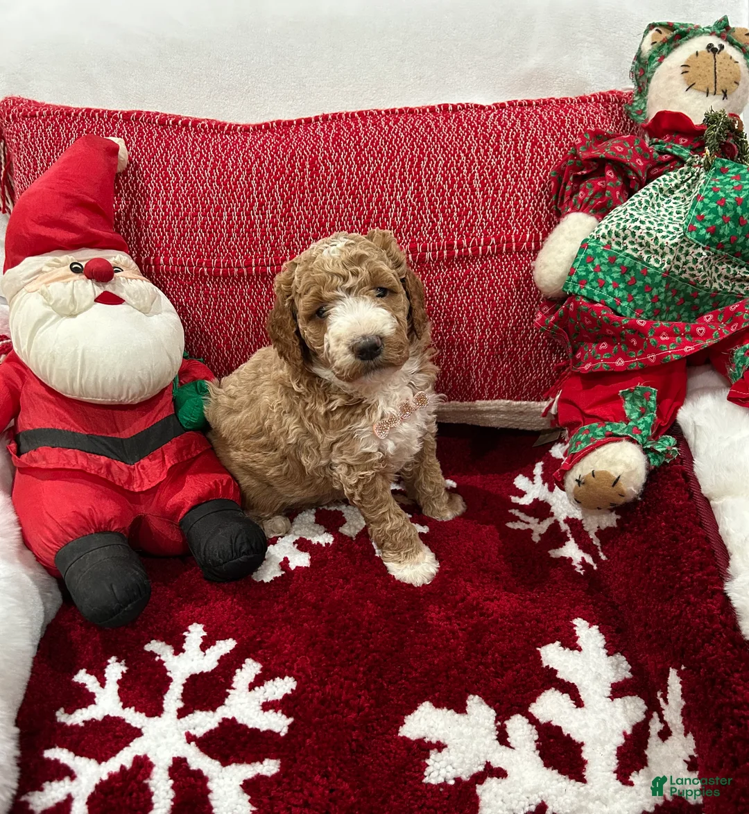 Mini Goldendoodle dogs for sale: Mini Goldendoodle Prince Charming - Ad 1