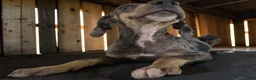 Catahoula Leopard Dog dogs for sale: Tracy II 2026 Male 2 - Ad 7