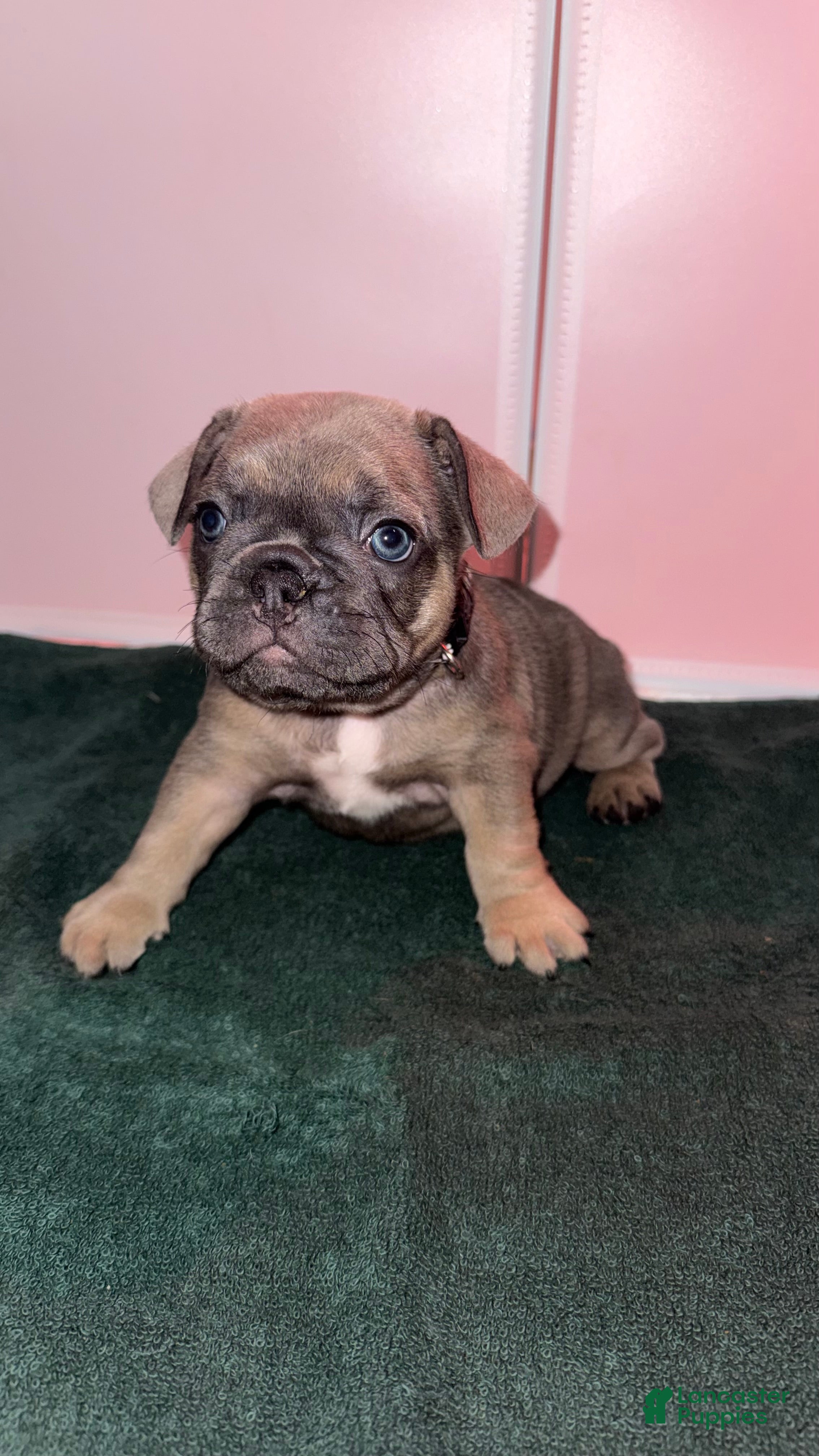 French Bulldog dogs Misty - Ad 23