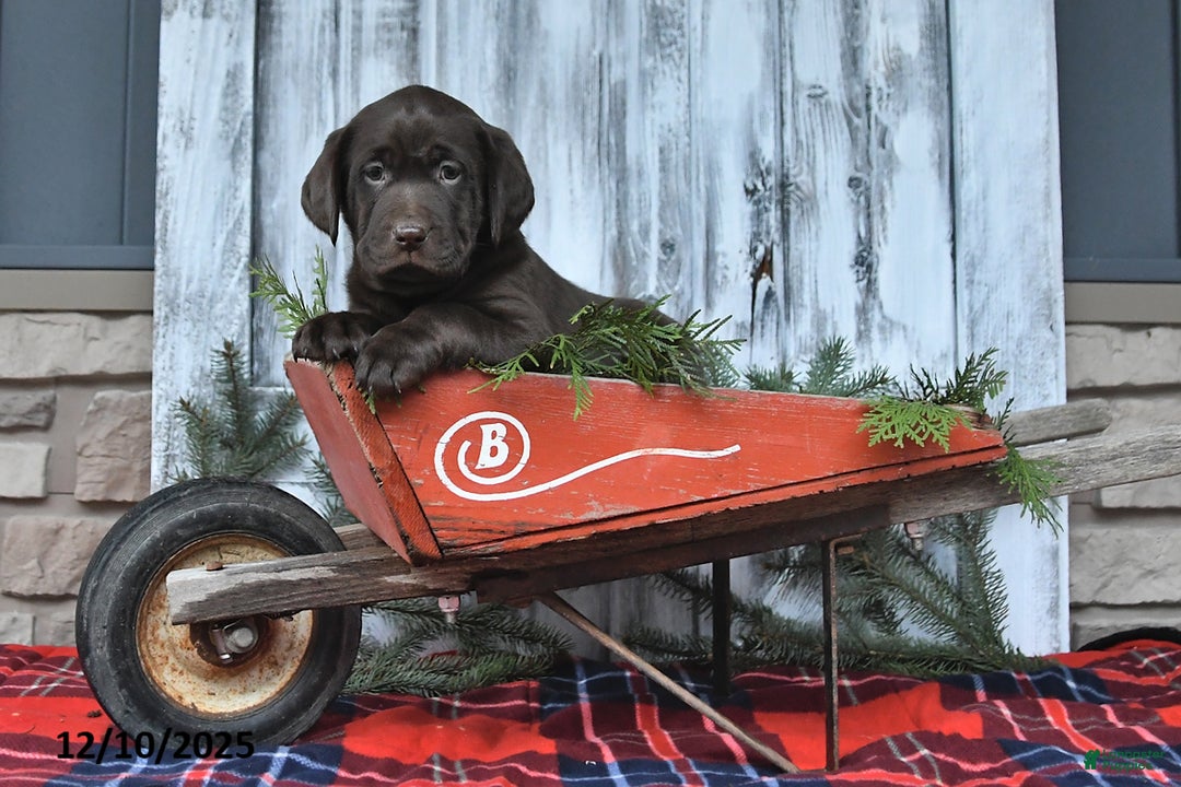 Labrador Retriever dogs for sale: Raven - Ad 5