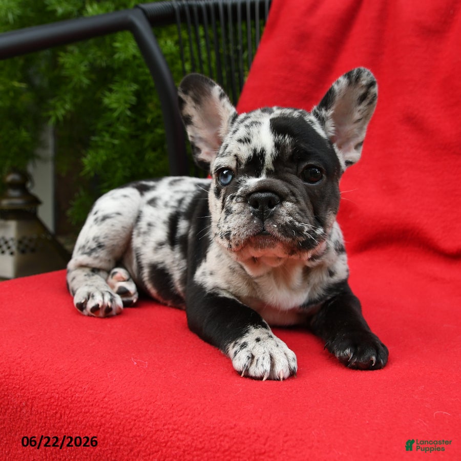 French Bulldog dogs Carlotta - Ad 2