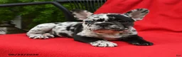 French Bulldog dogs for sale: Carlotta - Ad 2