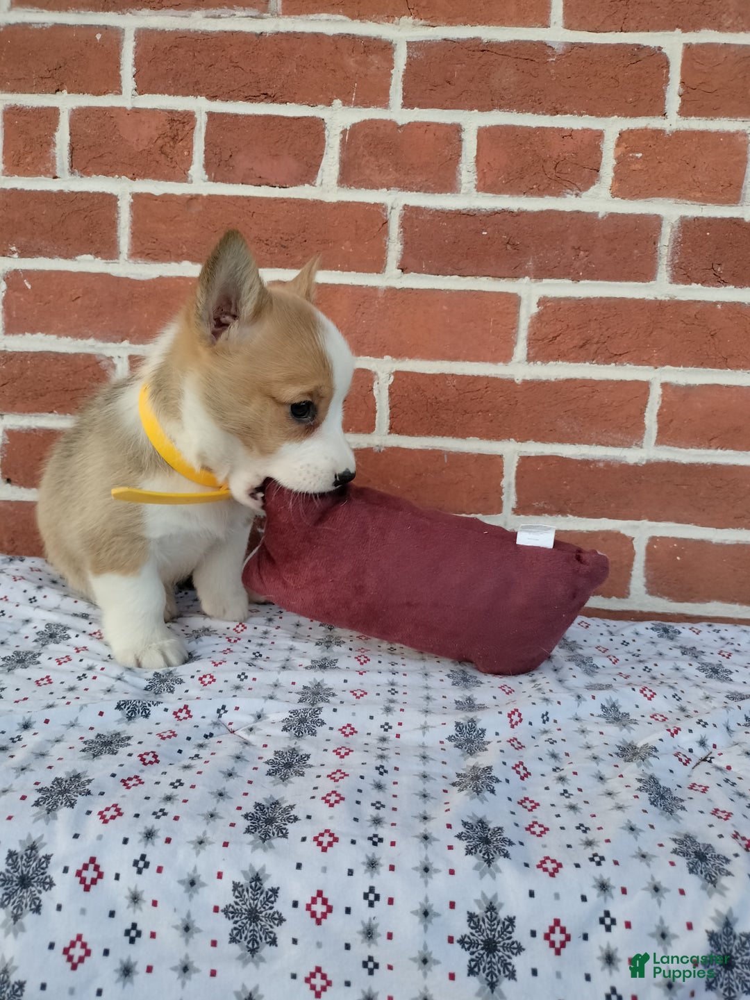 Welsh Corgi Pembroke dogs for sale: Muffin  - Ad 2