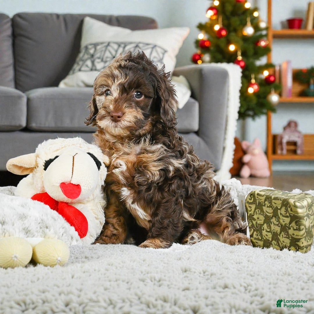 Cockapoo dogs for sale: jasper - Ad 2