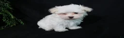 Maltese dogs for sale: Marty - Ad 4