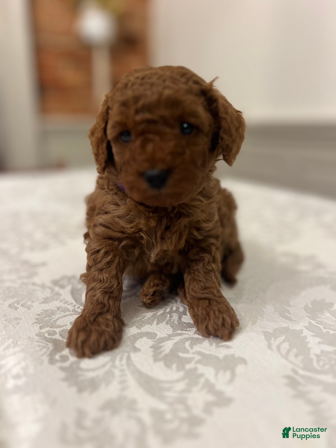 Toy Poodle dogs for sale: Donatello - Ad 2