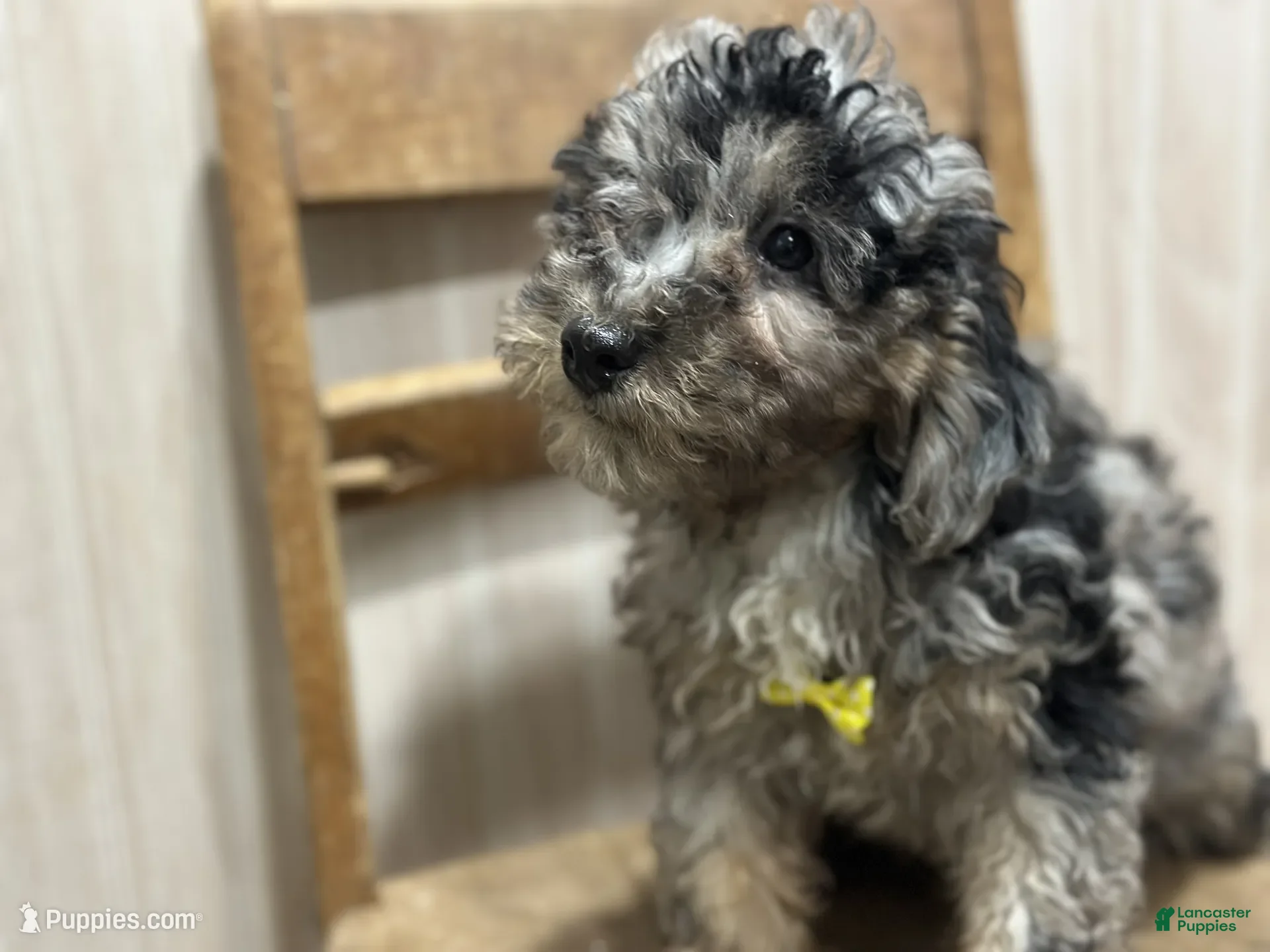 Toy Poodle dogs Toy Poodle Walter - Ad 2