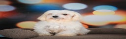 Maltese dogs for sale: Bentley - Ad 9