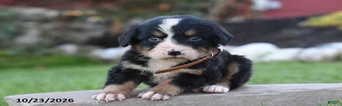 Banjo
