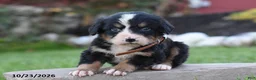 Bernese Mountain Dog dogs for sale: Banjo - Ad 1