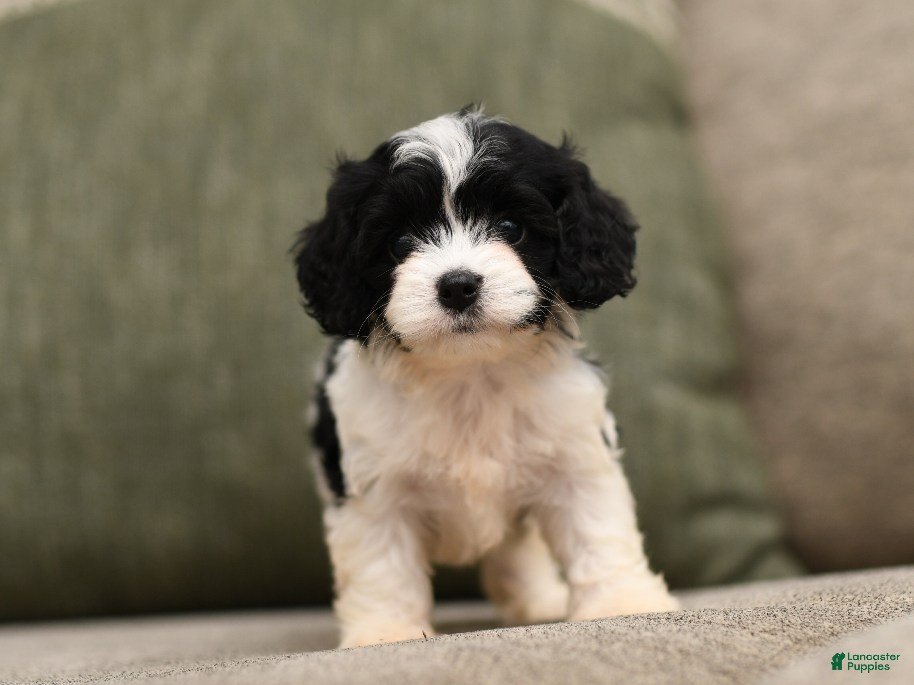 Cavapoo dogs Bailey  - Ad 2