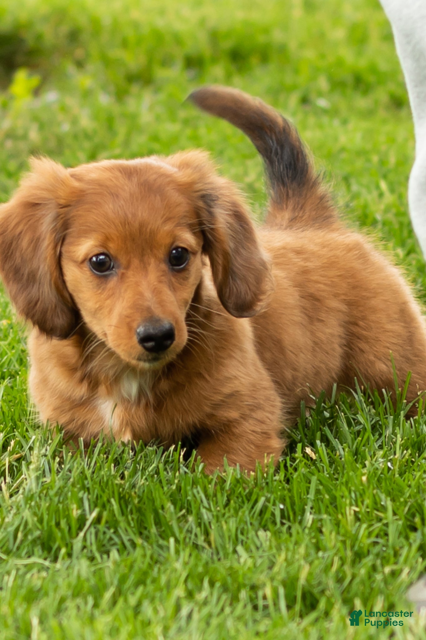 Miniature Dachshund dogs Sassy - Ad 33
