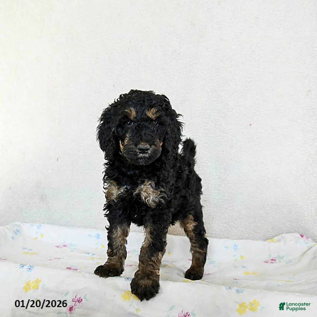 Standard Poodle dogs for sale: Molly - Ad 1