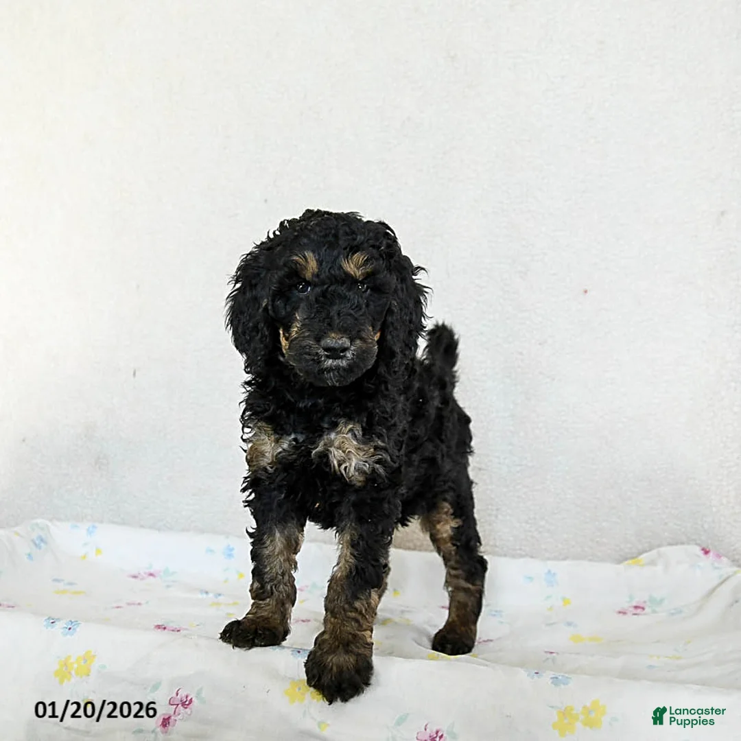Standard Poodle dogs for sale: Molly - Ad 1