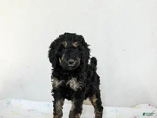 Standard Poodle dogs Molly - Ad 21