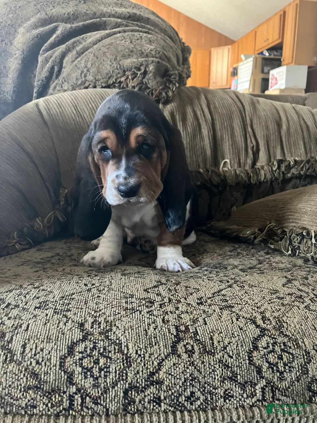 Basset Hound dogs for sale:  Halfie  - Ad 1