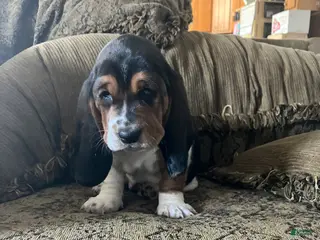 Basset Hound dogs Halfie - Ad 9