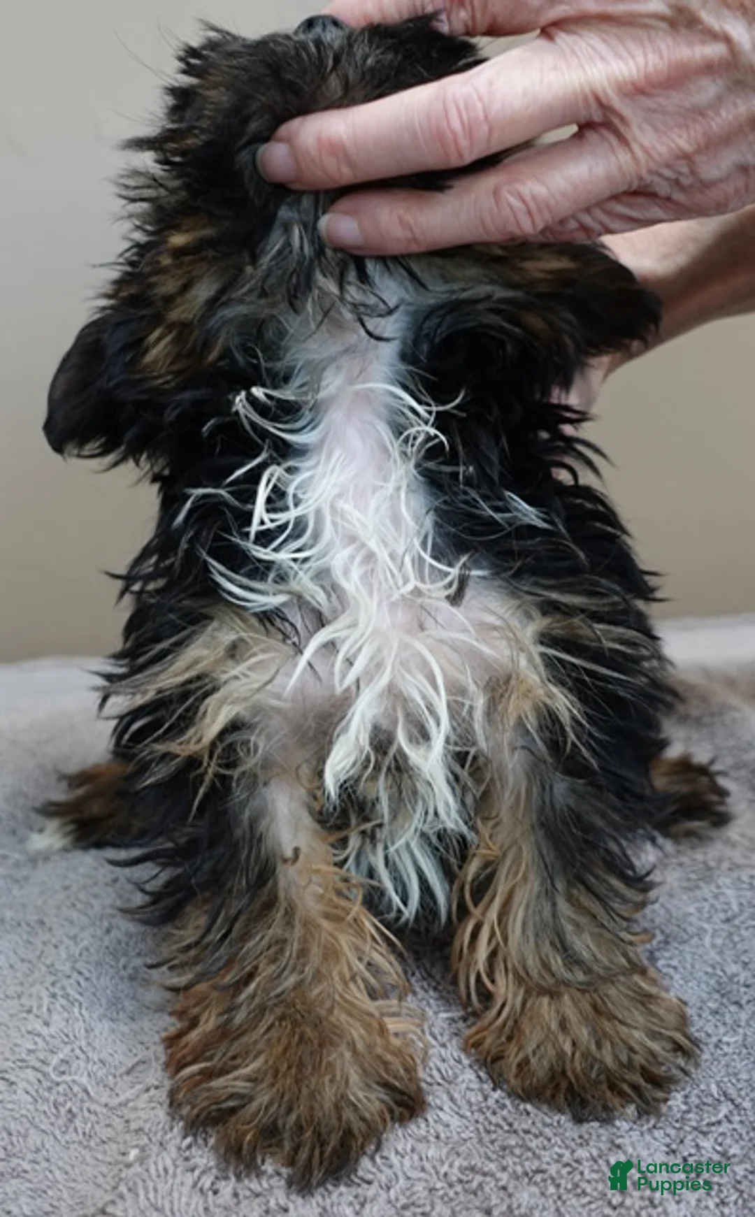 Yorkshire Terrier dogs for sale: TINY black face Bali 3 lbs 2 ozs - Ad 2