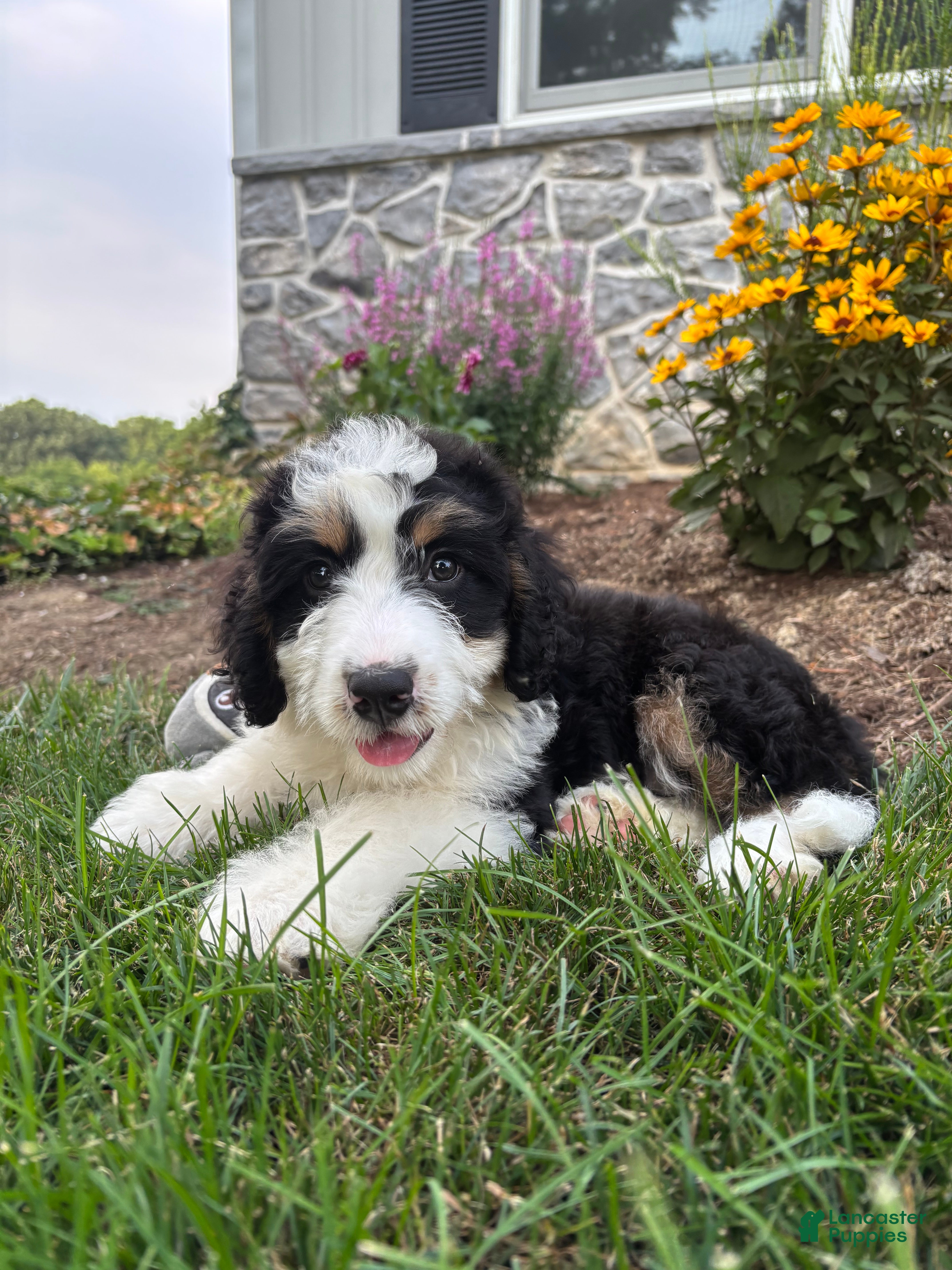 Bernedoodle dogs Sara  - Ad 2