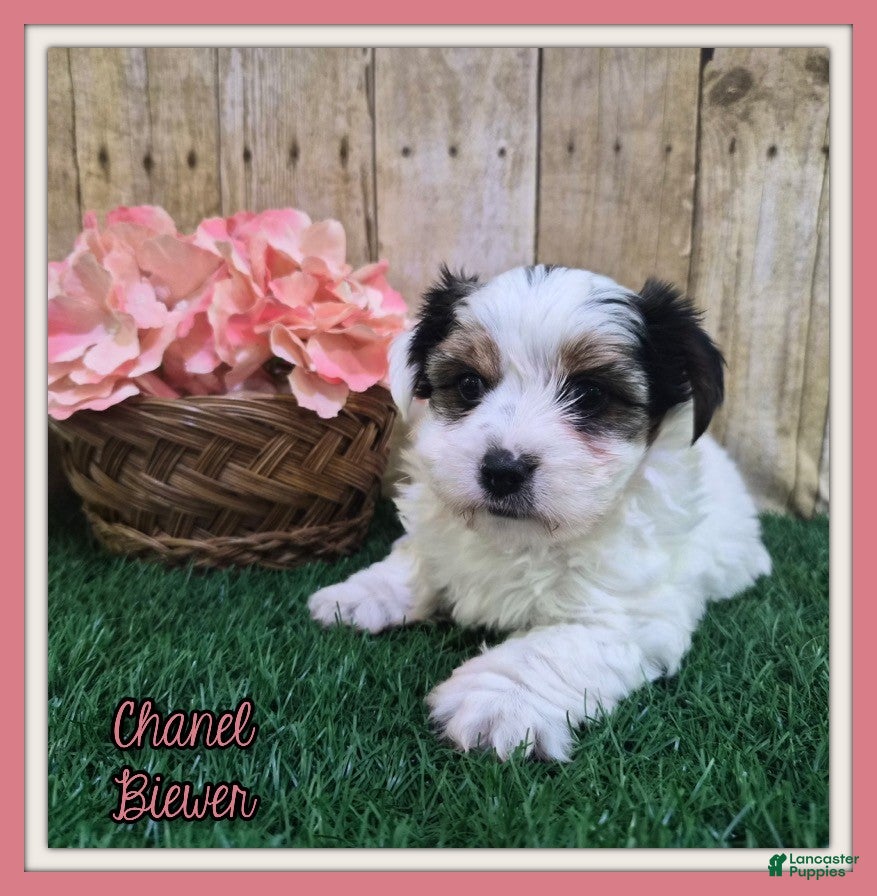 Biewer Terrier dogs Chanel Female Biewer Terrier - Ad 21