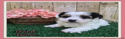 Biewer Terrier dogs for sale: Chanel Female Biewer Terrier - Ad 1
