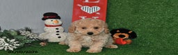 Bichpoo dogs for sale: Smoky - Ad 2