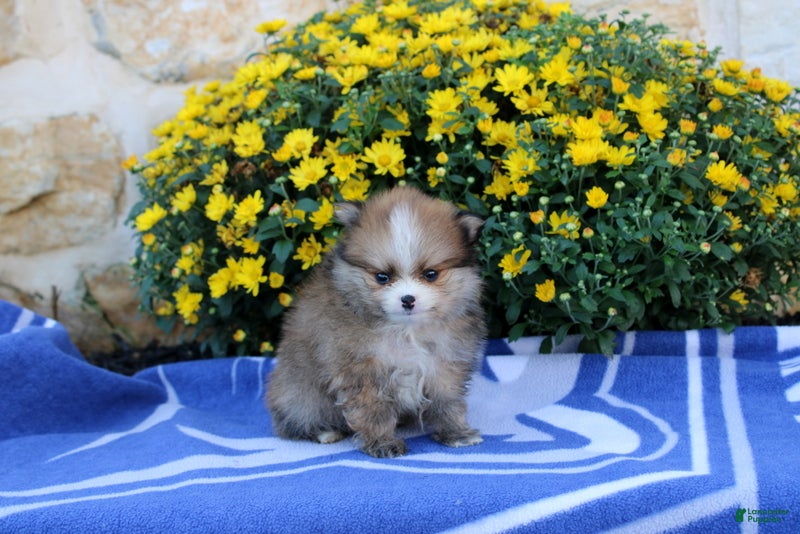 Pomeranian dogs Fiona - Ad 1