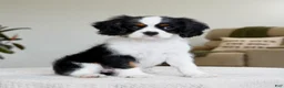 Cavalier King Charles Spaniel dogs for sale: Chester  - Ad 4