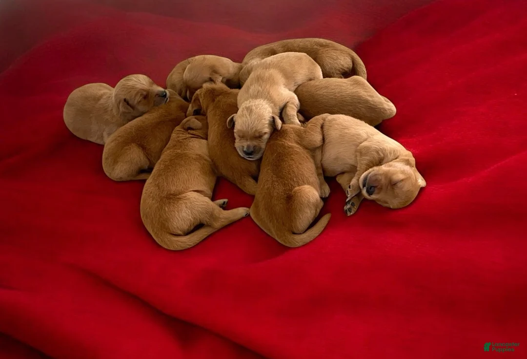 Golden Retriever dogs for sale: Marley❤️🐾AKC Registered ❤️Text or Call 717-537-9681 - Ad 1