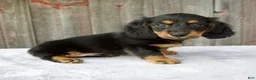 Miniature Dachshund dogs for sale: Murphy - Ad 2